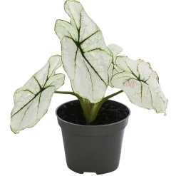 Buntwurz - Caladium bicolor Hybriden 'Kelly'