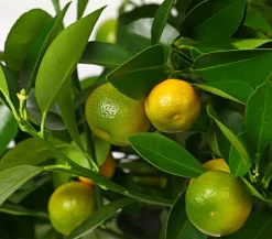 Calamondin-Orange