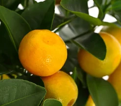 Calamondin-Orange