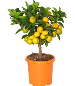 Calamondin-Orange