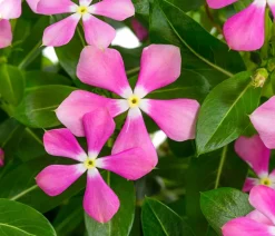 Catharanthus 'Soiree'