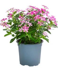 Catharanthus 'Soiree'