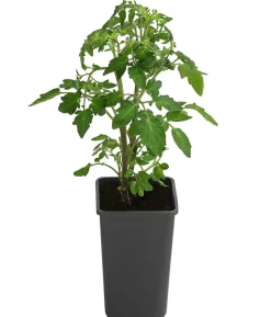Cherrytomate 'Sungold'