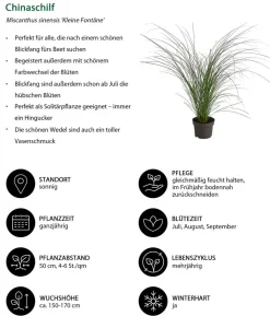 Chinaschilf 'Kleine Fontäne'