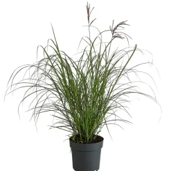 Chinaschilf 'Red Chief'