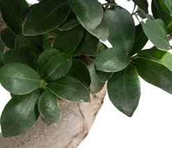 Chinesische Feige - Ficus microcarpa 'Ginseng', S-Form