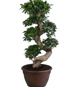 Chinesische Feige - Ficus microcarpa 'Ginseng', S-Form