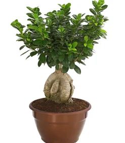 Chinesische Feige - Ficus microcarpa 'Ginseng', Schale