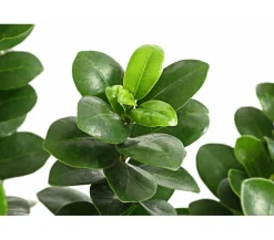 Chinesische Feige - Ficus microcarpa 'Ginseng', Schale