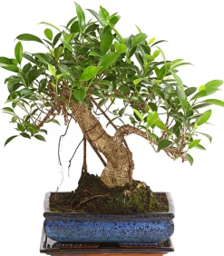 Chinesische Feige - Ficus retusa 'Ginseng', in Keramik, eckig