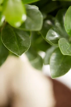 Chinesische Feige - Ficus microcarpa 'Ginseng', Schale