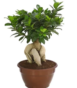 Chinesische Feige - Ficus microcarpa 'Ginseng', Schale