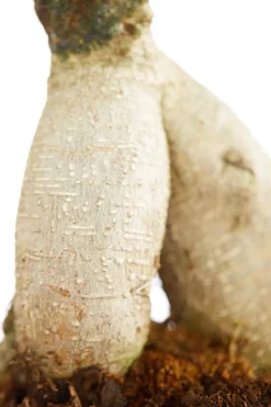 Chinesische Feige - Ficus microcarpa 'Ginseng', Schale