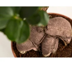 Chinesische Feige - Ficus microcarpa 'Ginseng'