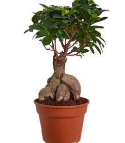 Chinesische Feige - Ficus microcarpa 'Ginseng'
