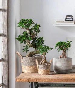 Chinesische Feige - Ficus microcarpa 'Ginseng', S-Form