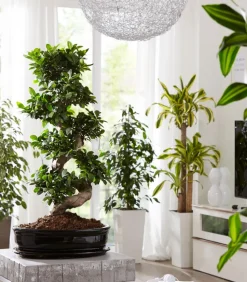 Chinesische Feige - Ficus microcarpa 'Ginseng', S-Form