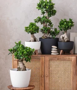Chinesische Feige - Ficus microcarpa 'Ginseng', Schale