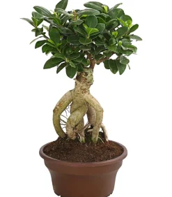 Chinesische Feige - Ficus microcarpa 'Ginseng', Schale