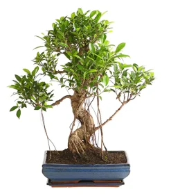 Chinesische Feige - Ficus retusa 'Ginseng', in Keramik, eckig