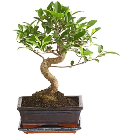 Chinesische Feige - Ficus retusa 'Ginseng', in Keramik, eckig