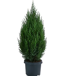 Chinesischer Wacholder 'Stricta'