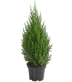 Chinesischer Wacholder 'Stricta'