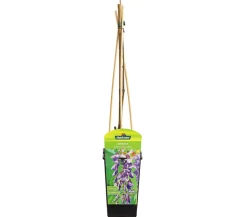 Chinesischer Blauregen - Wisterie, blau