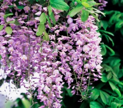 Chinesischer Blauregen - Wisterie, rosa