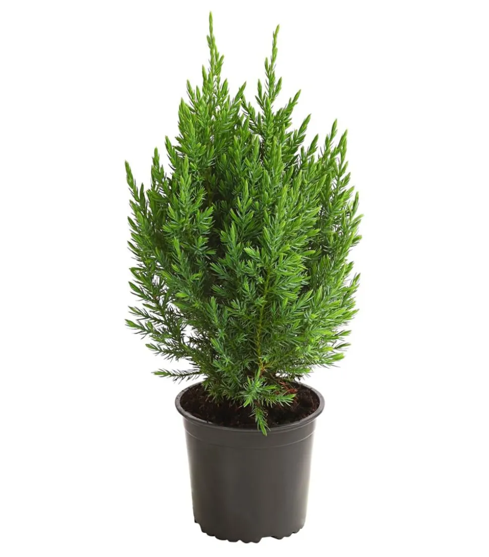 Chinesischer Wacholder 'Stricta'