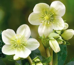 Christrose