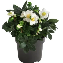Christrose