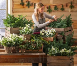 Christrose 'Christmas Carol'