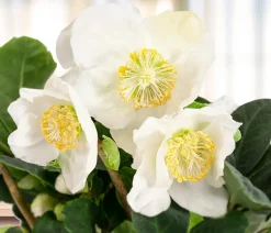 Christrose 'Christmas Carol'