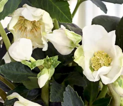 Christrose 'HGC® Jesko'