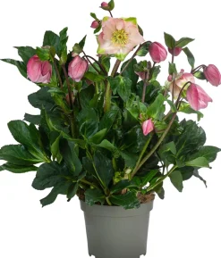 Christrose 'HGC® Winter Ballet® Katie'