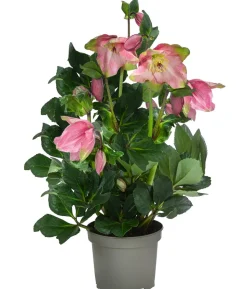 Christrose 'HGC® Winter Ballet® Katie'