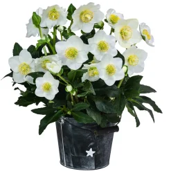 Christrose im Zinktopf