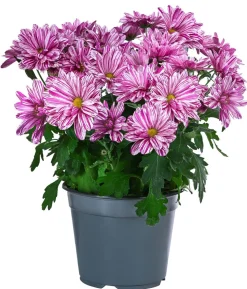 Chrysantheme 'Artistic® Dark Pink'
