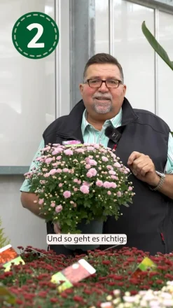 Chrysantheme 'Artistic® Dark Pink'