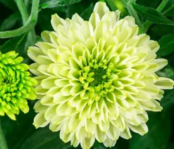 Chrysantheme 'Pistache'