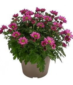 Chrysantheme 'Swifty', ca. 20-30 cm, verschiedene Farben