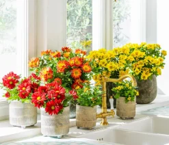 Chrysantheme 'Swifty', verschiedene Farben