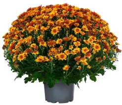 Chrysantheme 'Tocca'