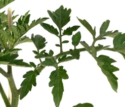 Cocktailtomate, rot