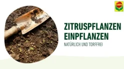 COMPO BIO Zitrus-Pflanzenerde, 10 l