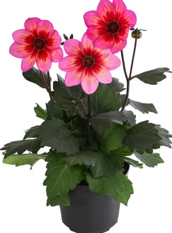 Dahlie 'Dahlegria Tricolore'