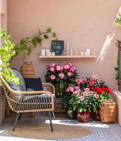 Dahlie, verschiedene Farben