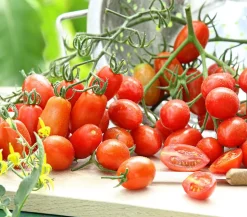 Datteltomate, rot