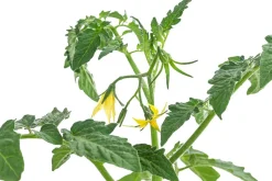 Datteltomate, rot